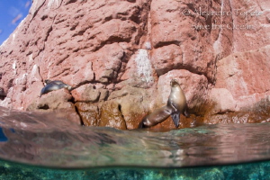 Sea Lion in the Rock, La Paz Mexico by Alejandro Topete 